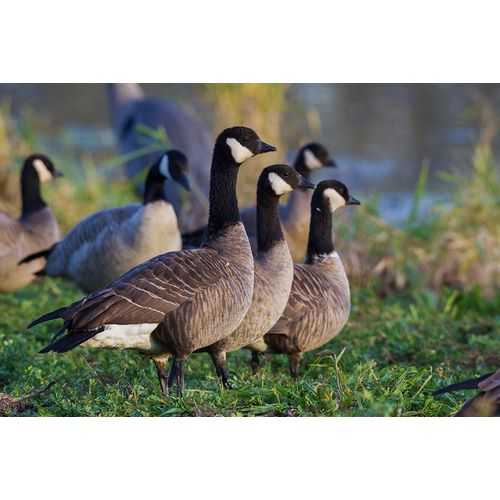 Lesser (Cackling) Canada Geese